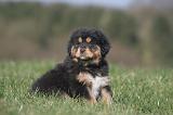 DOGUE DU TIBET 470